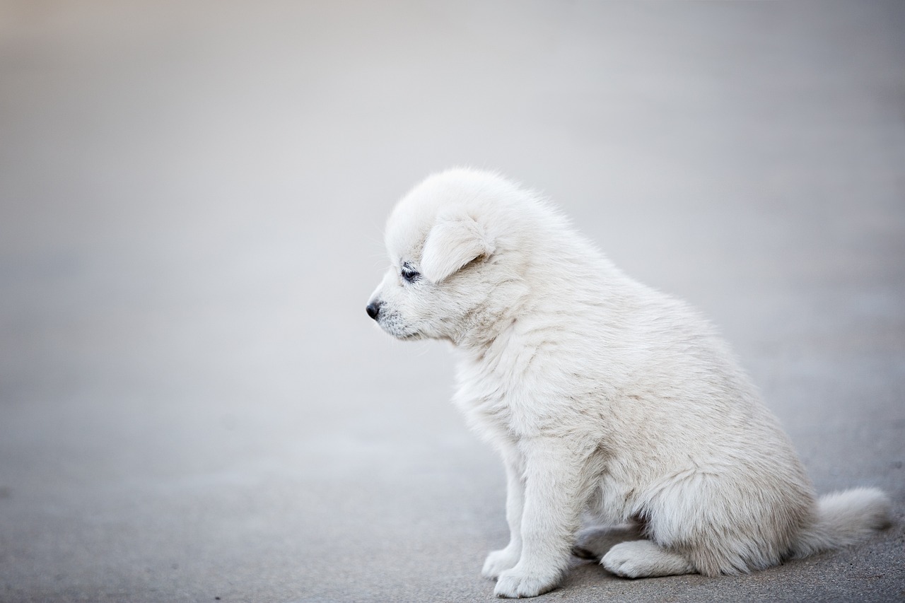 découvrez tout sur les chiens : conseils d'éducation, soins, comportements et races. apprenez à mieux comprendre votre compagnon à quatre pattes et à renforcer votre lien avec lui.