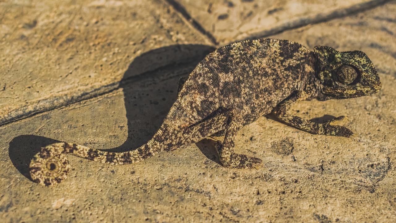 découvrez l'importance de l'adaptabilité dans un monde en constante évolution. apprenez comment développer cette compétence essentielle pour naviguer avec succès dans divers environnements personnels et professionnels.